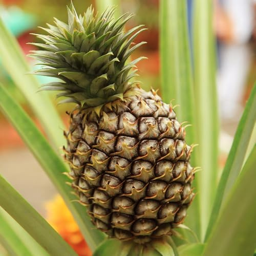 YouGarden Edible Indoor Pineapple Houseplant in 12cm Pot, Already in Fruit, Indoor Plants, Grow Your Own Real Pineapple Plant at Home