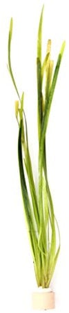 Vallisneria spiralis Wasserpflanze Aquarium Vallisnerie 1 Tonring