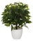 hjh OFFICE Kunstpflanze 65 cm FICUS II Deko Pflanze künstlich, Birkenfeige, pflegeleichter Kunstbaum