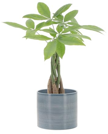 KENTIS - Pachira Acquatica - Pianta da Interno Portafortuna - Piante Vere da Appartamento - H 35-45 cm Vaso Ø 12 cm