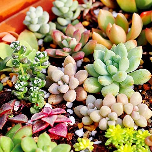 Haloppe 500 Stücke Mix Sukkulenten Samen für Hausgarten Pflanzen, Sukkulenten Samen Garten Balkon Staude Kräuter Fleshier Pflanze Bonsai Saatgut