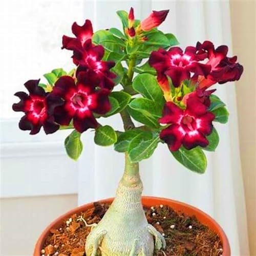 WüStenrosenknolle-Winterhart MehrjäHrig,Wüstenrose Rhizome,WüStenrose Kaufen,Adenium Obesum Pflanze,WüStenrose Pflanze,Wüstenrose Pflanze Im Topf,Bonsai-Pflanzen-2knolle-a