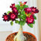 WüStenrosenknolle-Winterhart MehrjäHrig,Wüstenrose Rhizome,WüStenrose Kaufen,Adenium Obesum Pflanze,WüStenrose Pflanze,Wüstenrose Pflanze Im Topf,Bonsai-Pflanzen-2knolle-a