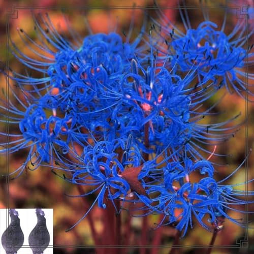 Lycoris radiata bulbos,lirio araña,lirio de Araña roja,Lycoris radiata,lirio de araña Roja bulbos,Horticultura,lirio araña Blanco Bulbos,embellece el entorno,Precioso.-2bulbos-I