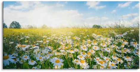 Paul Sinus 120x60cm Wandbild Blühende Sommerwiese – Sonnendurchflutete Natur, leuchtende Gänseblümchen, stilvolle Wandkunst