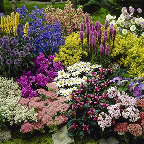 YouGarden Pack of 12 Mixed Winter Hardy Perennial Plants in 9cm Pots, Garden Ready Autumn Bedding Plants in 9cm Pots, Extremely Hardy