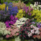 YouGarden Pack of 12 Mixed Winter Hardy Perennial Plants in 9cm Pots, Garden Ready Autumn Bedding Plants in 9cm Pots, Extremely Hardy