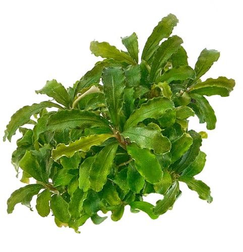 Bucephalandra Wavy-Green - Aufsitzerpflanze in vitro XL im 8,5-cm-Becher | Pflegeleichte Aufsitzerpflanze mit gewellten grünen Blättern - für Steine, Wurzeln, Nano-Aquarien und natürliche Aquascapes.