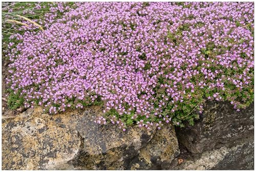 Stauden Gänge 3 x Thymus praecox 'Pseudolanuginosus' Wolliger Thymian | Immergrüner Bodendecker für Sonne, Blüte Mai bis Juli, mehrjährig, 9x9 cm Topf