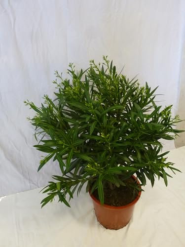 [Palmenlager] - XL Oleander 120 cm - Strauch - WEIß - Pot 34 cm Ø - Nerium oleander - mediterrane Pflanze