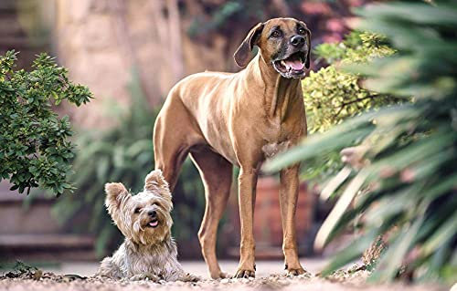 LHJOY Toddler Puzzle 1000 Teile Yorkshire Terrier Rhodesian Ridgeback