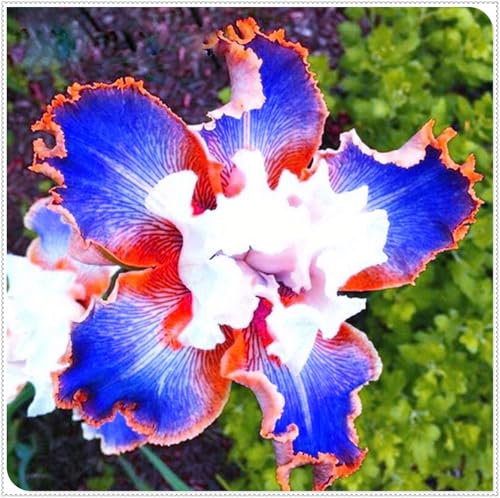 Iris Zwiebeln, Schwertlilien，Bunte IrisblüTen,Schwertlilien, Blumenzwiebeln,Iris Zwiebeln Winterhart MehrjäHrig,Schwertlilien Winterhart Knolle Eleganz, Winterhart Knolle-3 Zwiebeln-c