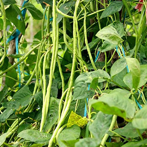 Haloppe 100 pezzi semi di ortaggi a fagioli lunghi per la semina del giardino domestico, mini semi da giardino a grana intera per giardino Semi Di Fagioli Lunghi