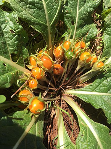 Mandrágora de otoño (Mandragora autumnalis) - aprox. 10 semillas