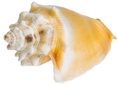 NaDeco Strombus pugilis, Größe ca. 7-8cm | Karibische Fechterschnecke | Rote Fechterschnecke | Flügelschnecke | Deko-Schneckenhaus | Deko-Schnecke | Meeresschnecke | Muscheln und Schnecken