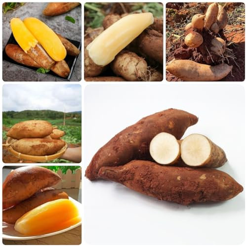 200 Pcs Yacon Samen Bio, Yacon Pflanze Samen Überwinterungsschutz Für Pflanzen, Seltene Pflanzen, Smallanthus Sonchifolius, Exotische Pflanzen Winterhart, Obst Samen Garten Geschenk