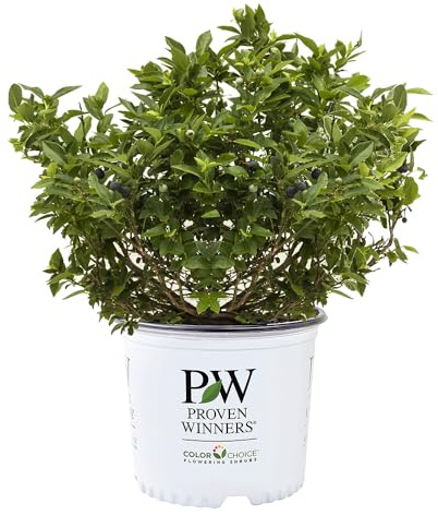 Proven Winners 2 Gal. Blueberry Splendid! Blue Shrub