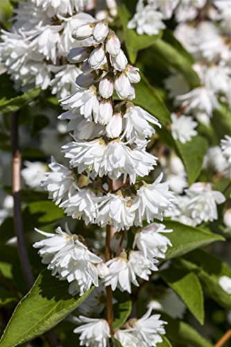 Rauer Sternchenstrauch 'Plena' 100-150 cm Topf Deutzia scabra Heckenpflanze