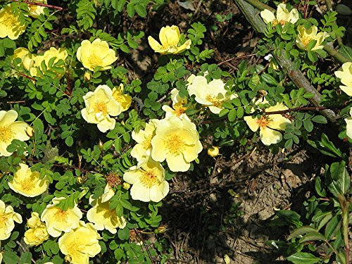 10 Yellow Manchu Rose Bush Canary Bird Rosa Xanthina Hummingbird Flower Seeds
