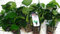 ANUBIAS Nana - Piante Vive per Acquario