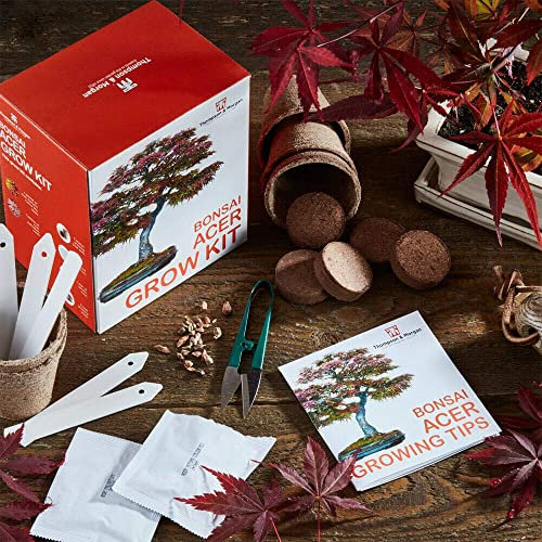 Acer Bonsai Plant Seed Growing Kit Grow Your Own Bonsai Trees, Great Gardener’s Gifts, Acer Autumn Mix and Palmatum Seeds with Growing Equipment by Thompson and Morgan