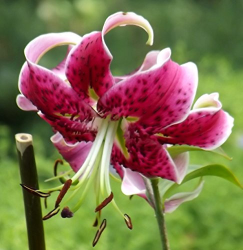 Angebot : Lilium - Lilie Black Beauty 3 Blumenzwiebeln