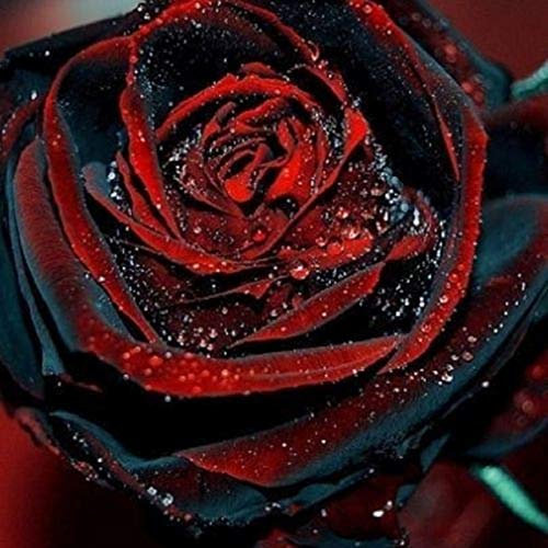 Shopvise 50Pcs Red Rose Seeds Professionelle Ling Floer Samen/Vary Farben Auswahl Garten-Blumen-Samen: Dunkle Khaki