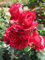 Baumschule Pflanzenvielfalt Kletterrose Florentina® - Rosa Forentina® - rot - Kordes-Rose