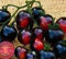 Tomate Indigo Rose - dunkelviolett-schwarze Tomate - 10 Samen