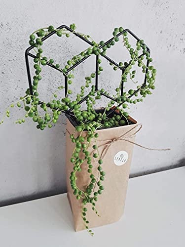 LEAFLO Heart Rankhilfe für Zimmerpflanzen in Herzform 30 cm, Metall - Pflanzenstütze - Rankgitter - Blumengitter, Innenraum Dekoration, für Pflanzenliebhaber