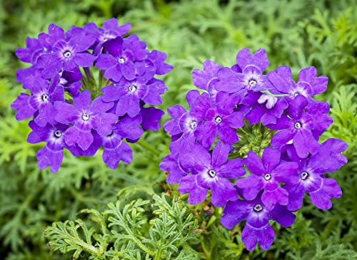 250 Semi di Verbena (Verbena Officinalis)