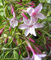 Jasminum beesianum - Rosablühender Jasmin - 40-60cm