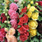 600 pcs Stockrosensamen mit 3 Päck Pflanzendünger, Stockrose Samen Winterhart Mehrjährig,Garten Stockrosen Stauden Winterhart Mehrjährig,Dornenlose Stockrose Samen Gemischte Farben (Alcea Rosea)