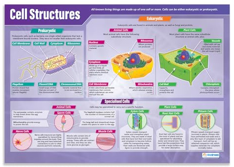 Daydream Education Cell Structures Classroom Poster - EXTRA LARGE - A1 (850mm x 594mm) - Gloss Paper - Science Secondary School Wall Charts