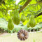 LovePlz 20 unids/Bolsa Chayote Semillas Vibrantes Larga Vida Prolífica Vegetal Jardín Semillas de Frutas Jardín Semillas de Chayote