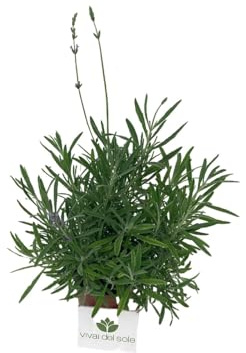 Lavanda Angustifolia, Lavanda Officinalis, Pianta ornamentale da esterno prodotta da Vivai del Sole vaso diametro cm 14