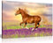 Panther Print Kunstdruck auf Leinwand, Motiv rotes Pferd mit Lavendelfeld, 30 x 20 cm