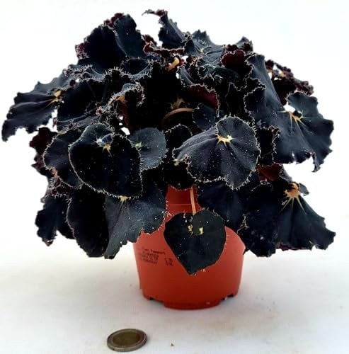 POWERS TO FLOWERS - BEGONIA REX NERA, DARK MAMBO, VASO 13CM, pianta vera