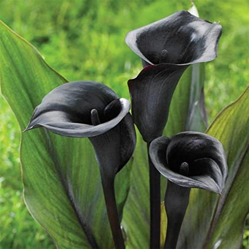 Plant Bulbs, Wedding Flowers, Excellent Display Indoor Perennial, Calla Lily Plant, Calla Lily Bulbs Mix, Hardy Perennial, Flowering Bulbs,-4bulbs-d