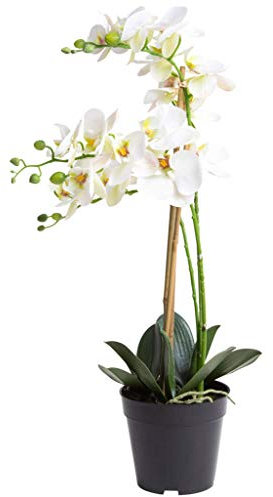 Nova-Nature künstliche Orchidee Bora (Orchideen Pflanze/Phalaenopsis) im schwarzen Kunststofftopf mit Rispen, Blättern und Luftwurzeln real Touch (Creme-weiß, ca. 60 cm / 3 Rispen)