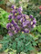 Aquilegia vulgaris 'Winky Blau-Weiß' ca. 9x9 cm Topf - Akelei, blau-weiße Blüten, Blütezeit Mai-Juni, ideal für Rabatten, bienenfreundlich, pflegeleicht