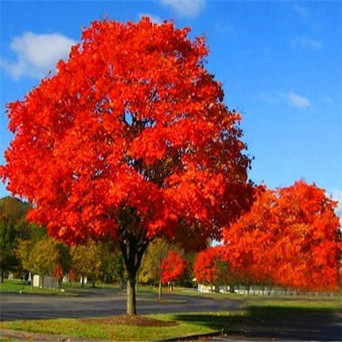 10 semi di quercia rossa