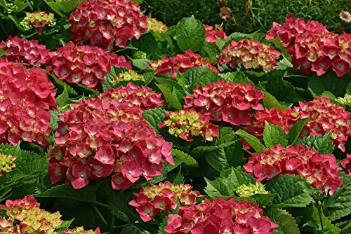 Hydrangea macrophylla 'Leuchtfeuer' in 2L Pot, Stunning Large Vibrant Flower Heads 3fatpigs®