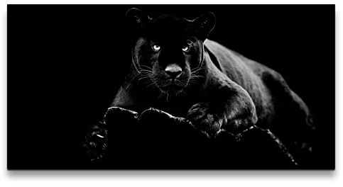 Paul Sinus Leinwandbild 120x60cm Schwarzer Panther Raubkatze Kraftvoll Dunkel