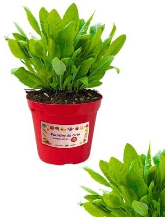 P. Piantine da Orto | Erba San Pietro, Pianta in Vaso Diametro 14 cm, Pianta Pronta per il Trapianto, Pianta Vera da Esterno, Piantina Aromatica per Balcone o Terrazzo, Vivaio Italiano