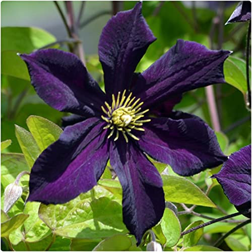 Clematis 'Romantika' X 3 Large Plug Plants for Potting on by Growtanical