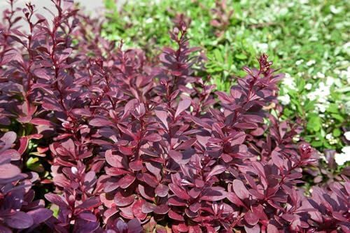 Rote Berberitze 'Red Chief' 80-100 cm Ballen Berberis thunbergii winterhart