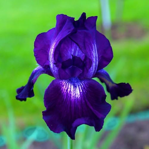 Iris Zwiebeln-Winterhart MehrjäHrig,Schwertlilien Winterhart Knoll,Iris Pflanze,Iris Blumen,Iris Knollen Mixe,Iris Blumenzwiebeln,Bonsai Pflanze,Gartenblumen-15zwiebeln-b