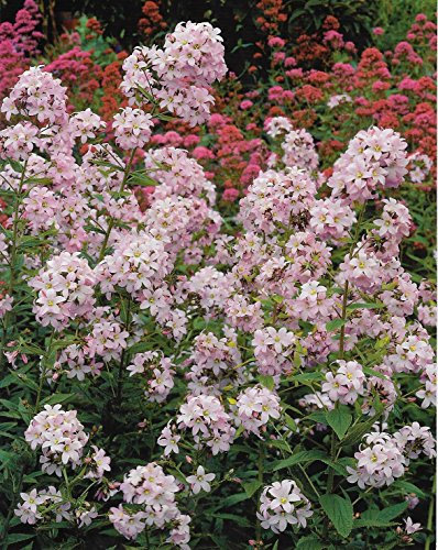GARTHWAITE NURSERIES® : - 1 Campanula Loddon Anna (Milky Bellflower) Soft-Pink Garden Hardy Bare Root Perennial Plant Grade 1 Summer Flowering