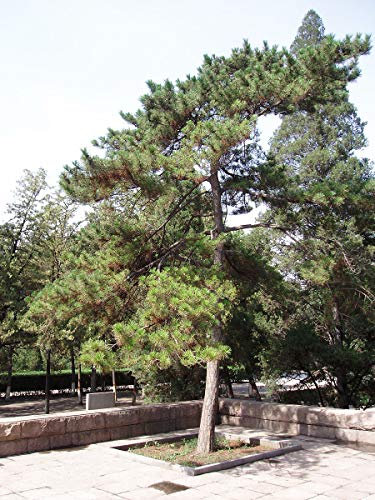 Chinesische Kiefer -Pinus tabuliformis- 20 Samen -Bonsai geeignet-